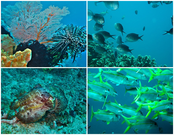 Nusa Penida Tauchen